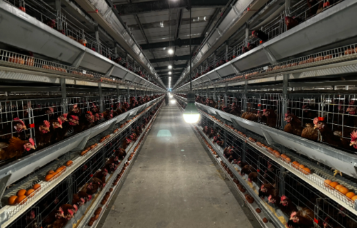 養(yǎng)雞場弱電智能化系統(tǒng)整體解決方案提升整體管理水平